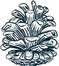 Illustration of a detailed pine cone, representing nature and the outdoors.