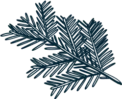 Illustration of a pine needle branch, representing natural elements and forestry.