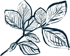 Illustration of a branch with leaves, drawn in a detailed, hand-sketched style.