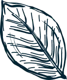 Drawing of a detailed leaf.